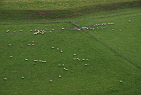 New Zealand - North Island / Sheep near Ohingaity